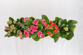 【秋季上新】¥9.9/盆长寿花