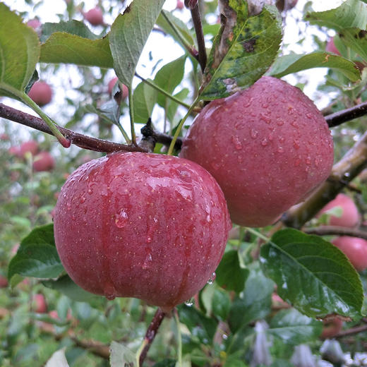 YQ【新鲜早点吃】大凉山丑苹果 外丑内甜 酸甜爽脆 咀嚼无残渣 商品图5