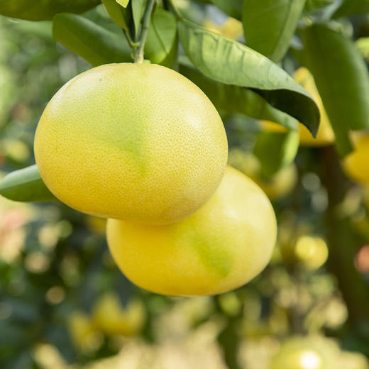 【汁水炮弹】黄金葡萄柚 清甜爆汁 柚香四溢 皮薄肉嫩 享受多汁秘诀 商品图9