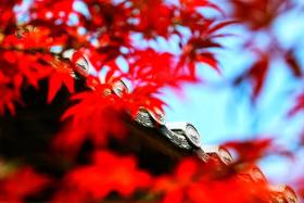 女巫定金预售商品-不参与营销活动