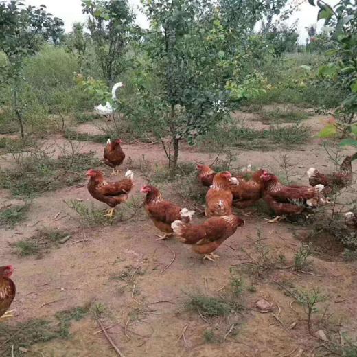 农村笨鸡蛋 （5斤装）下单3日后发货 商品图1