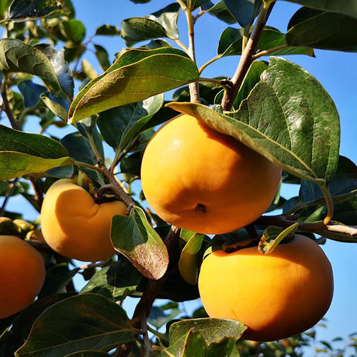 脆甜柿子 商品图2