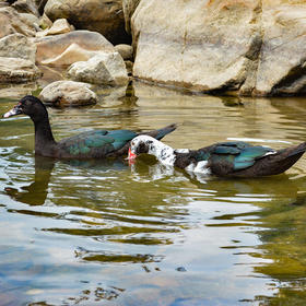 地标产品-黑番鸭 散养土公鸭