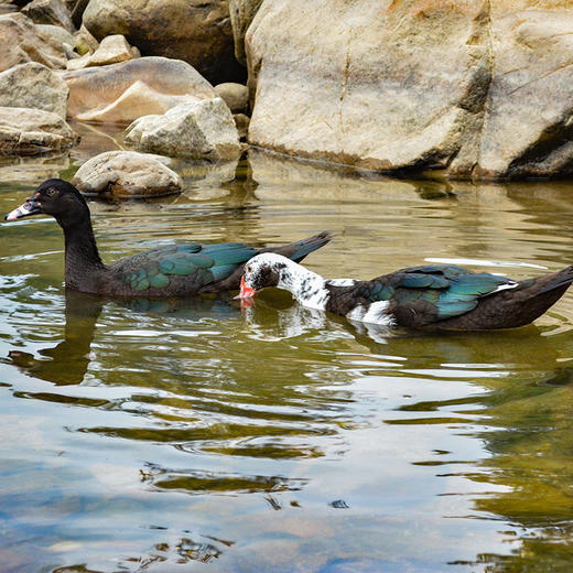 地标产品-黑番鸭 散养土公鸭 商品图0