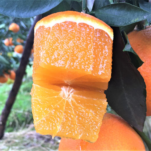 【果汁瀑布】爱媛38号 网红果冻橙 Q弹爽滑 可以直接喝的橙子 皮薄如橘 无籽化渣 顺丰包邮 商品图6
