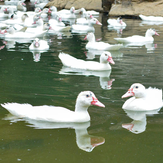 红鼻白番鸭 商品图1