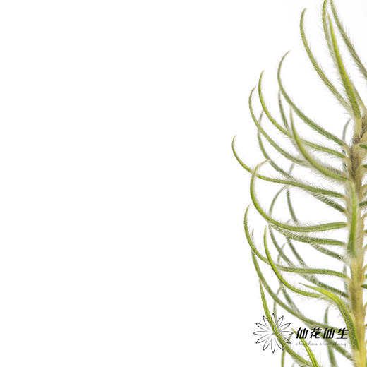 配花 | 金鹅绒 商品图3