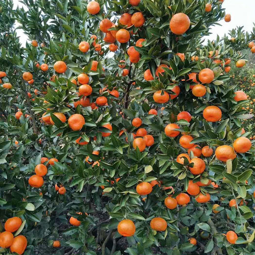 【顺丰直邮】江西南丰蜜桔 当季现摘5斤薄皮蜜橘 酸甜可口 黄皮砂糖小蜜橘子 商品图5