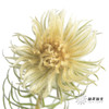 配花 | 金鹅绒 商品缩略图0