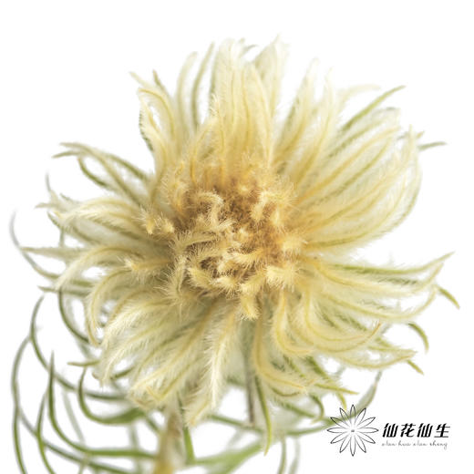 配花 | 金鹅绒 商品图0