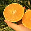 【果汁瀑布】爱媛38号 网红果冻橙 Q弹爽滑 可以直接喝的橙子 皮薄如橘 无籽化渣 顺丰包邮 商品缩略图5