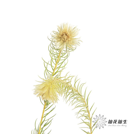 配花 | 金鹅绒 商品图4