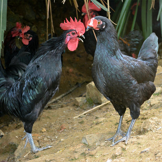 黑凤凰 散养土鸡 商品图0