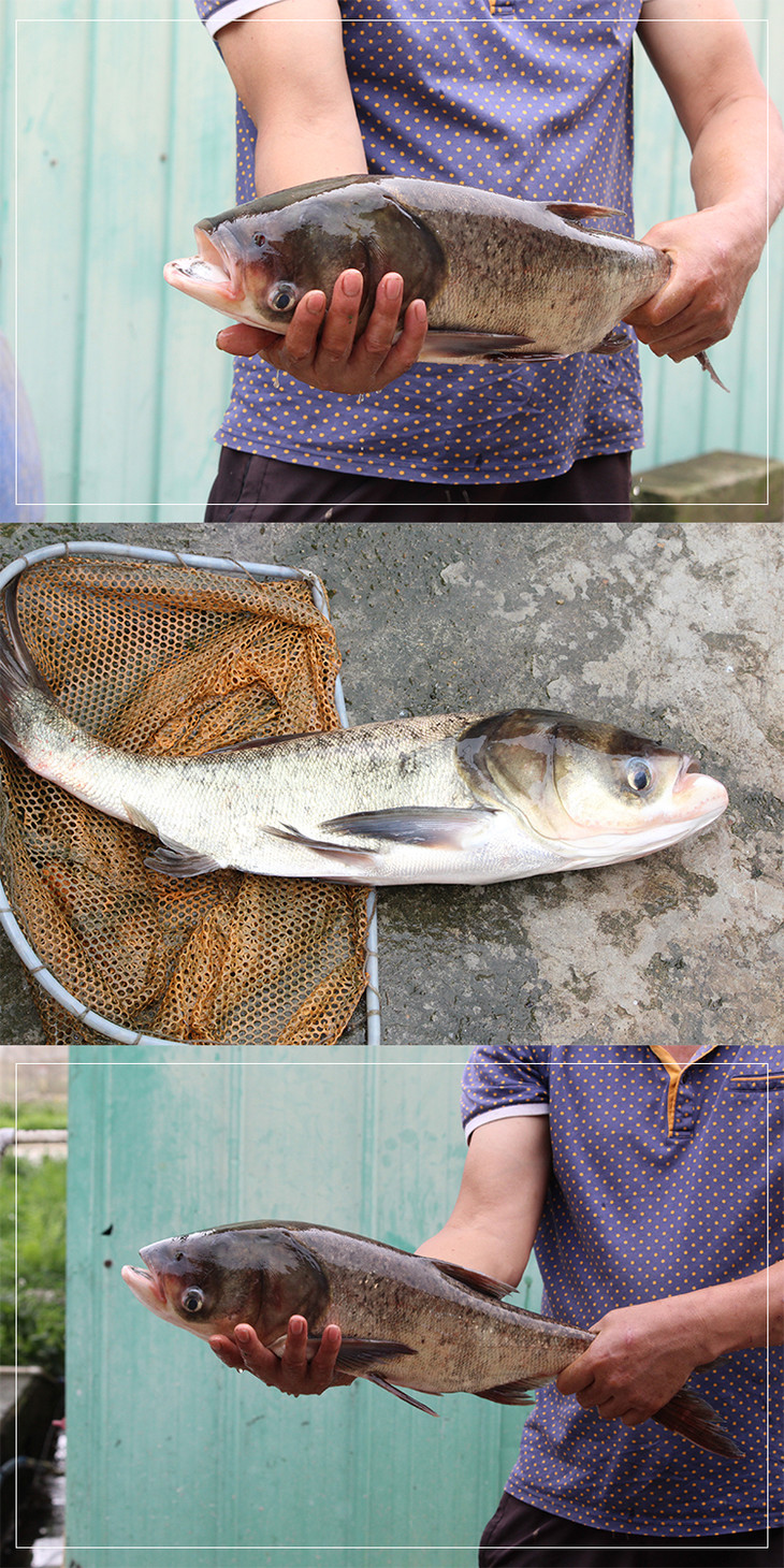 白盆珠水库大头鱼(5斤以上)