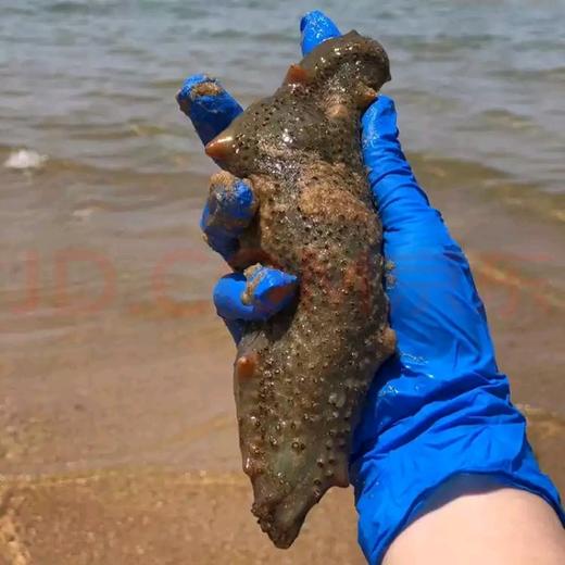 【有机认证】有机淡干野生海参 500g装 (5-8年） 商品图6