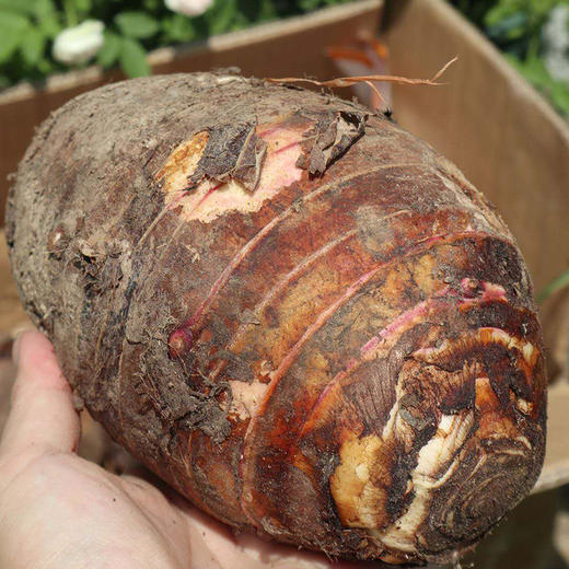 【粉出你想象】广西荔浦芋头 粉糯香甜 芋香浓郁 新鲜采摘 老少适宜 正宗荔浦芋 商品图11