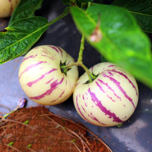 【神秘“大水球”】云南人参果 清甜解渴 无核饱满 享受低糖爆汁的魅力 商品图7