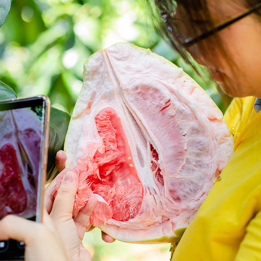 红心蜜柚 商品图1