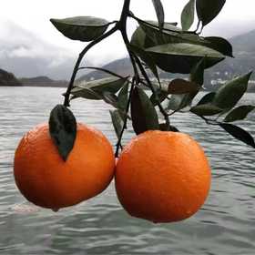 秭归九月红脐橙，产地发货，现摘现发