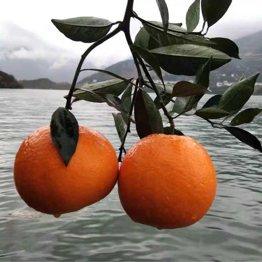 秭归九月红脐橙，产地发货，现摘现发 商品图0