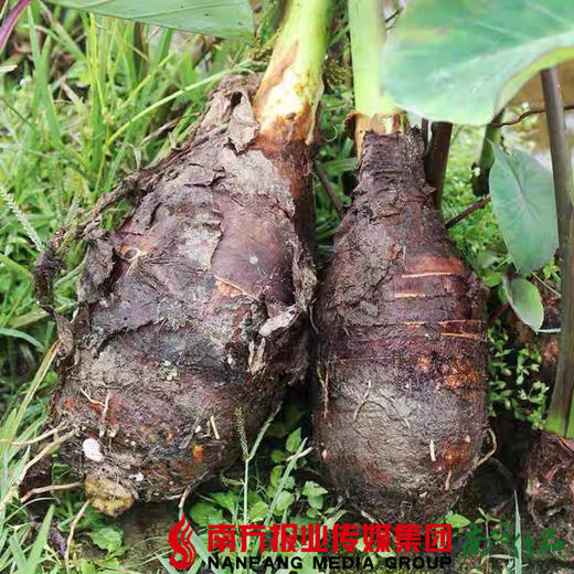 【珠三角包邮】炭步文岗芋头  3.5—4.5斤/个  （次日到货） 商品图4