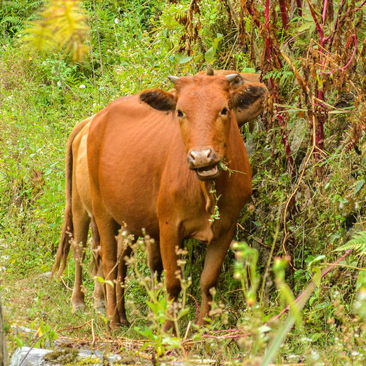 黄牛 肋排 牛排骨 商品图2