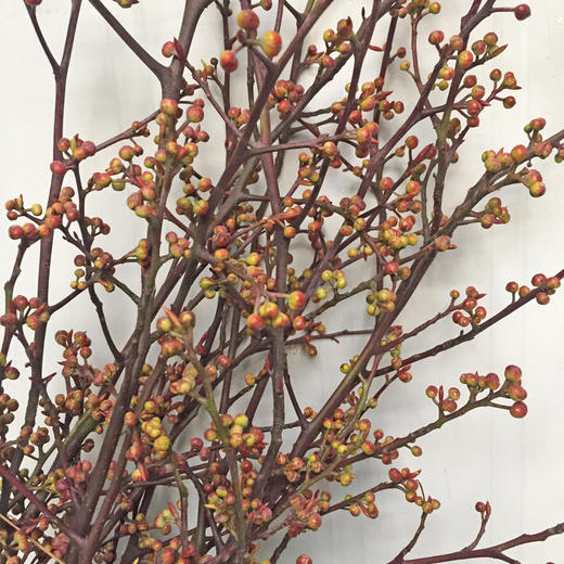 灯台-若干枝/扎 - 阅花鲜花