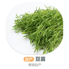 豆苗（自产）