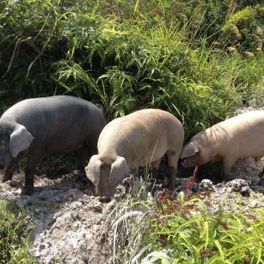 黑山猪五花肉 商品图2