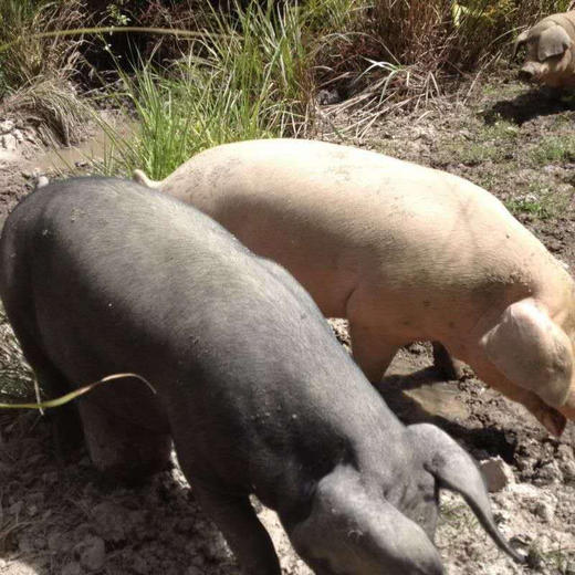 黑山猪 瘦肉 250g 商品图3