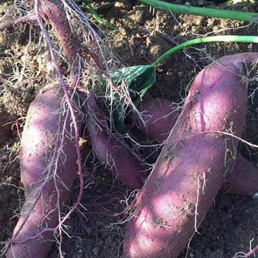 紫罗兰紫薯【5斤装】农家自种，现挖现发 商品图3