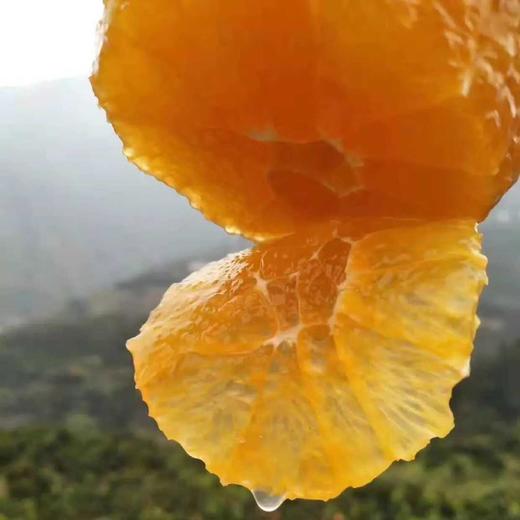 秭归九月红脐橙，产地发货，现摘现发 商品图2