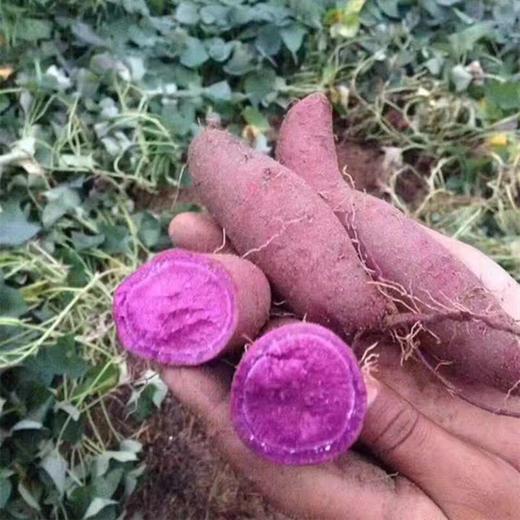 紫罗兰紫薯【5斤装】农家自种，现挖现发 商品图2