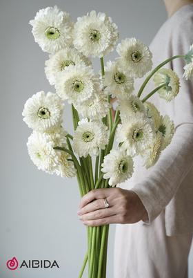 非洲菊重瓣·爱尔兰白色