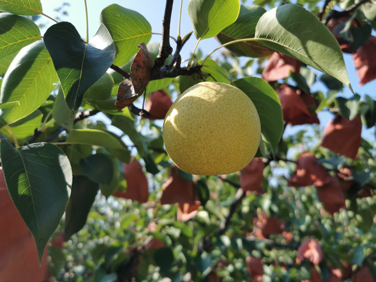 山西蜂蜜梨,香甜多汁,净重约4.8斤9-12个,发普通快递