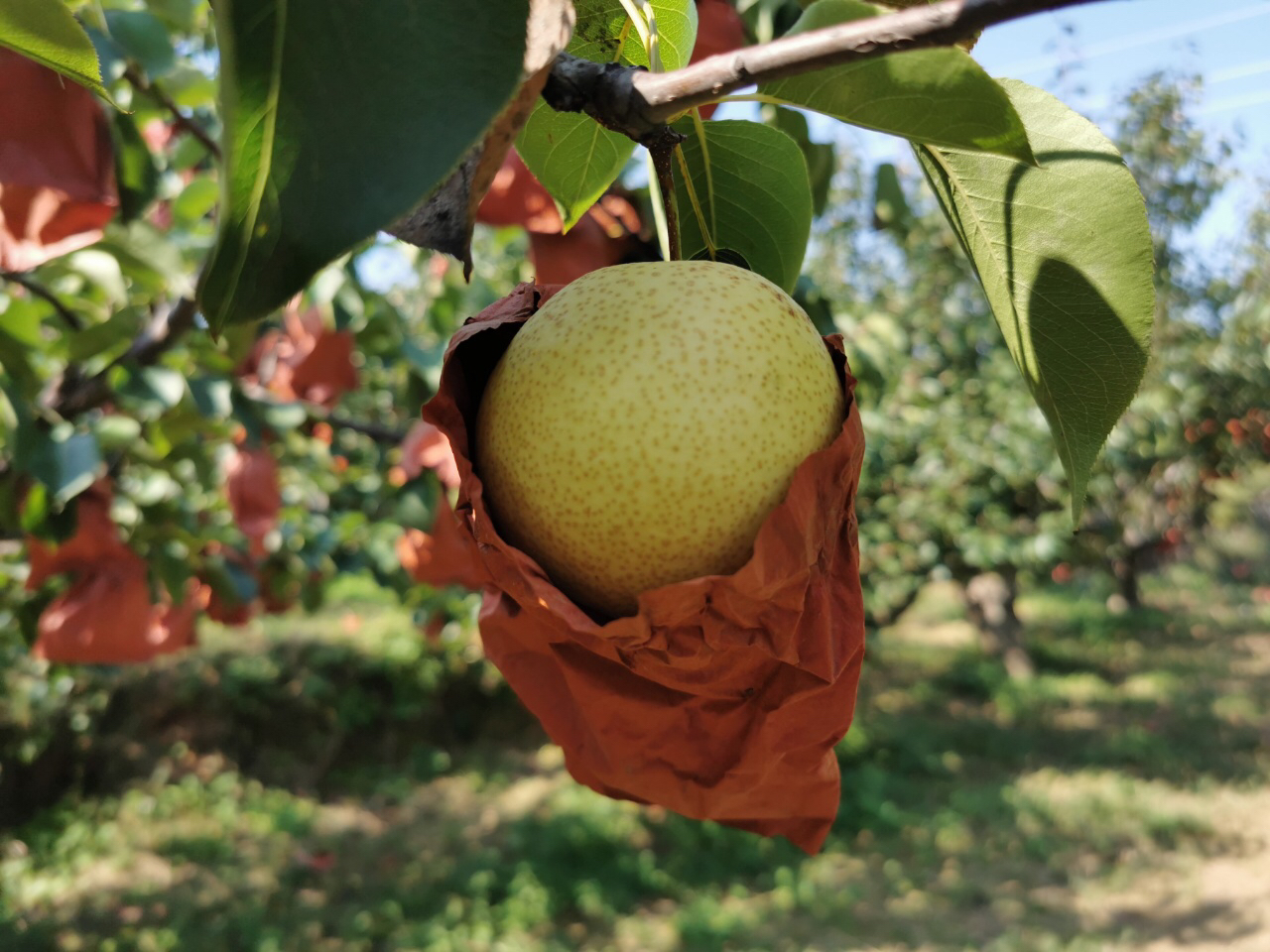 山西蜂蜜梨,香甜多汁,净重约4.8斤9-12个,发普通快递