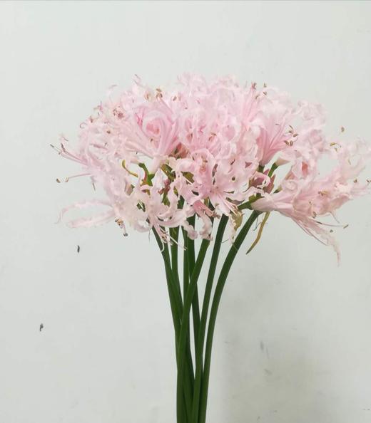 3月19日石蒜 浅粉Vesta K-70cm-10支 商品图0