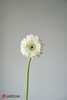非洲菊重瓣·爱尔兰白色 商品缩略图1