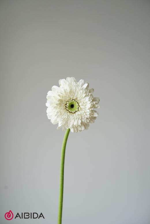 非洲菊重瓣·爱尔兰白色 商品图1