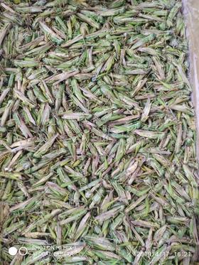 蚂蚱   袋箱可选 批