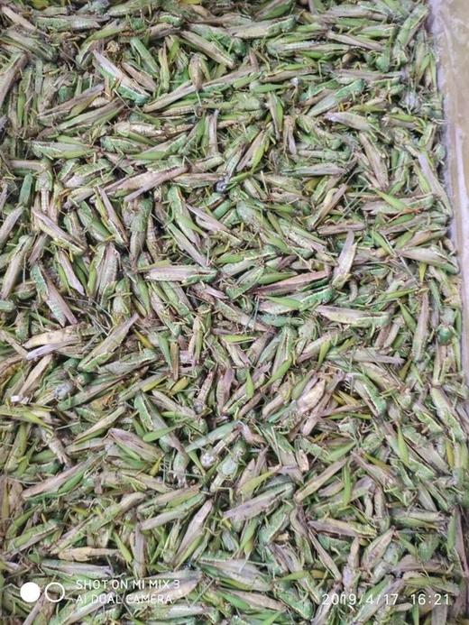 蚂蚱   袋箱可选 批 商品图0