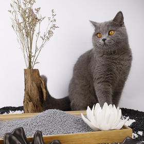 猫咪呕吐的原因（二）