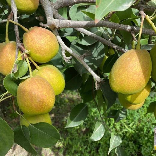 库尔勒一级香梨冰糖心苹果组合8斤装 商品图2