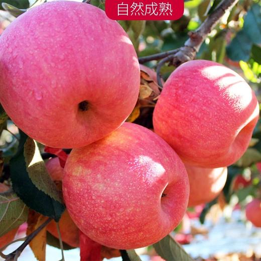 富士苹果450克—550克