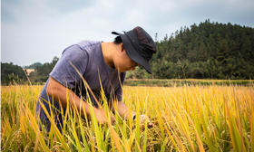  新农人故事 | 杨文杰：我们治愈土地的创伤 土地治愈我们的孤独 