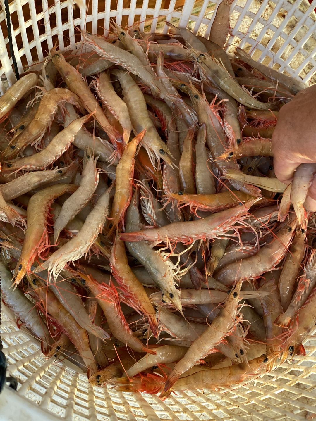 野生大沙鲈虾纯野生海捕肉质鲜美q弹脆甜每份净重约400克约1620只