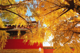 “北平之秋便是天堂”，送上11月北京赏秋指南
