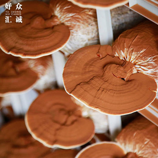 活的有机富硒鲜灵芝-鲜芝王 新鲜的活灵芝 商品图1