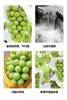 【日本晴王】阳光玫瑰葡萄  5斤/箱 商品缩略图3