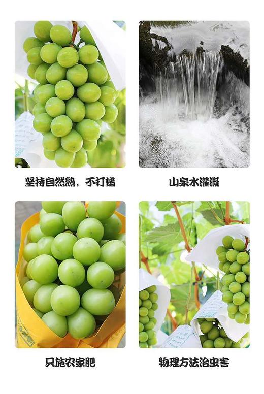 【日本晴王】阳光玫瑰葡萄  5斤/箱 商品图3